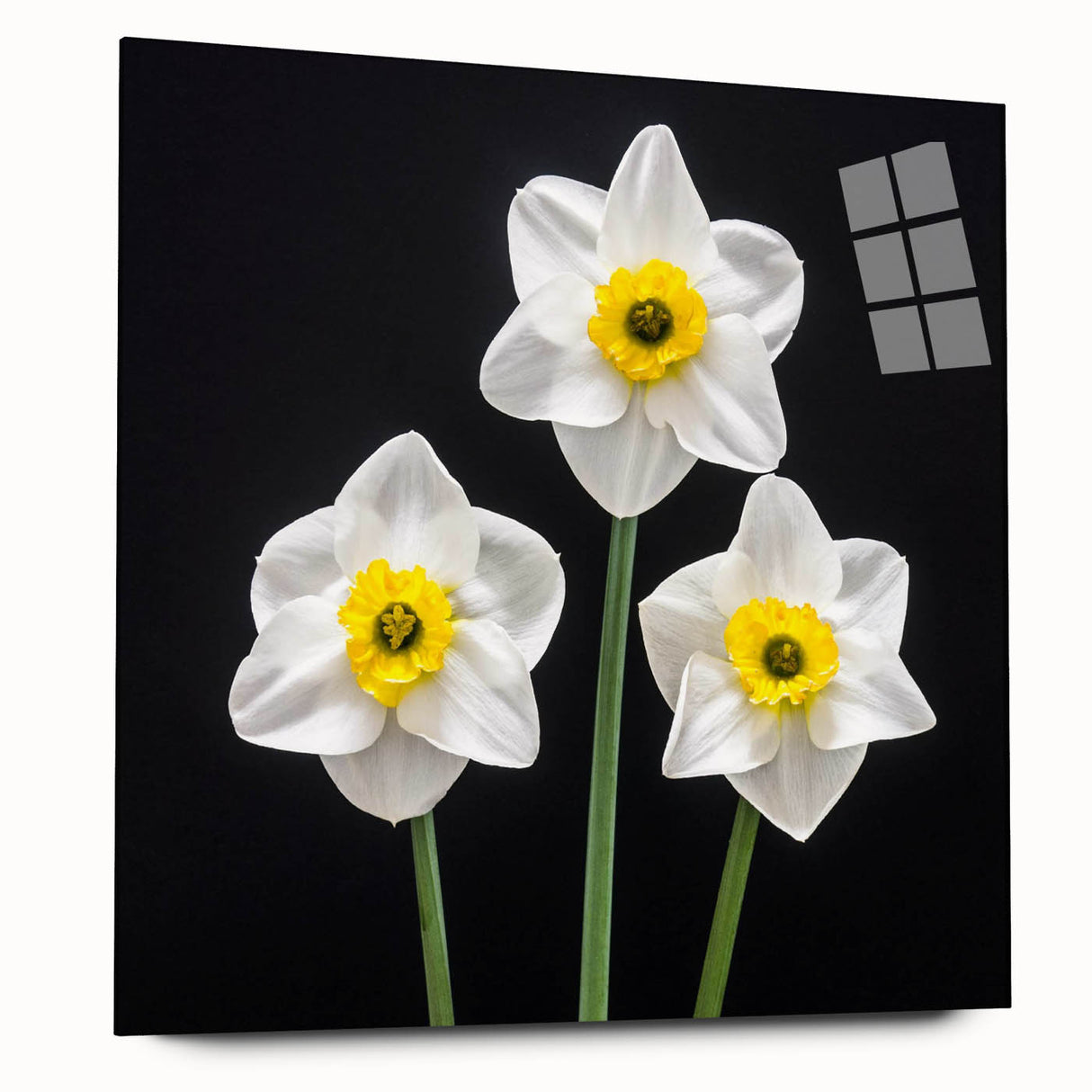 Daffodil wall art design displayed in a sleek acrylic glass frame, showcasing vibrant yellow flowers with delicate green leaves against a clean white background. Ideal for brightening home decor or office spaces.