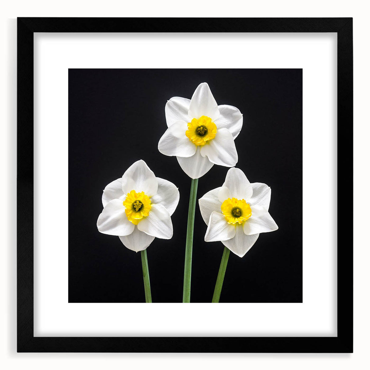 Botanical wall art featuring a vibrant daffodil design in a black frame with mat, ideal for home decor. Perfect for nature lovers seeking elegant floral accents.