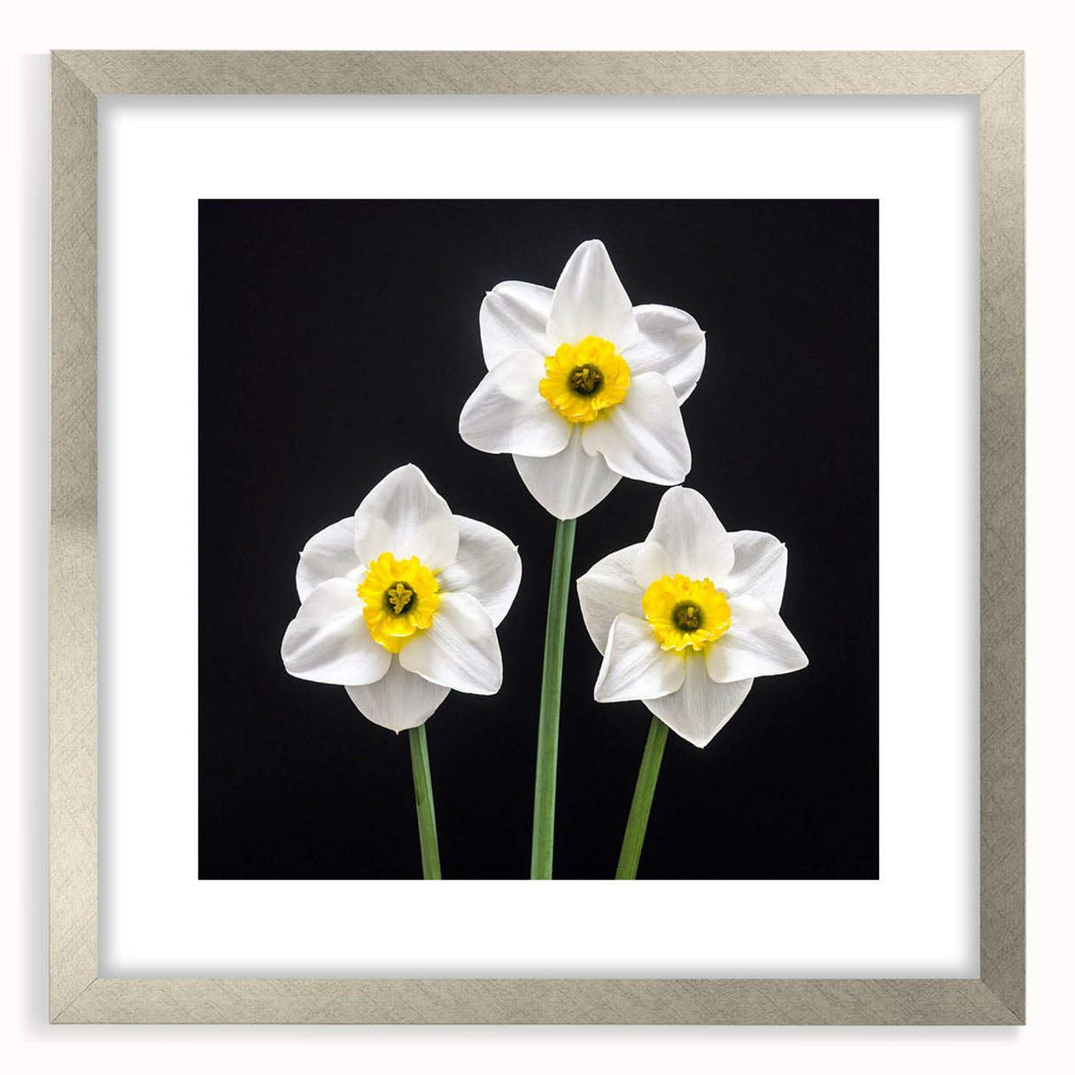 Elegant framed wall art showcasing a botanical daffodil design, featuring a silver frame and white matting, ideal for home decor and floral enthusiasts.