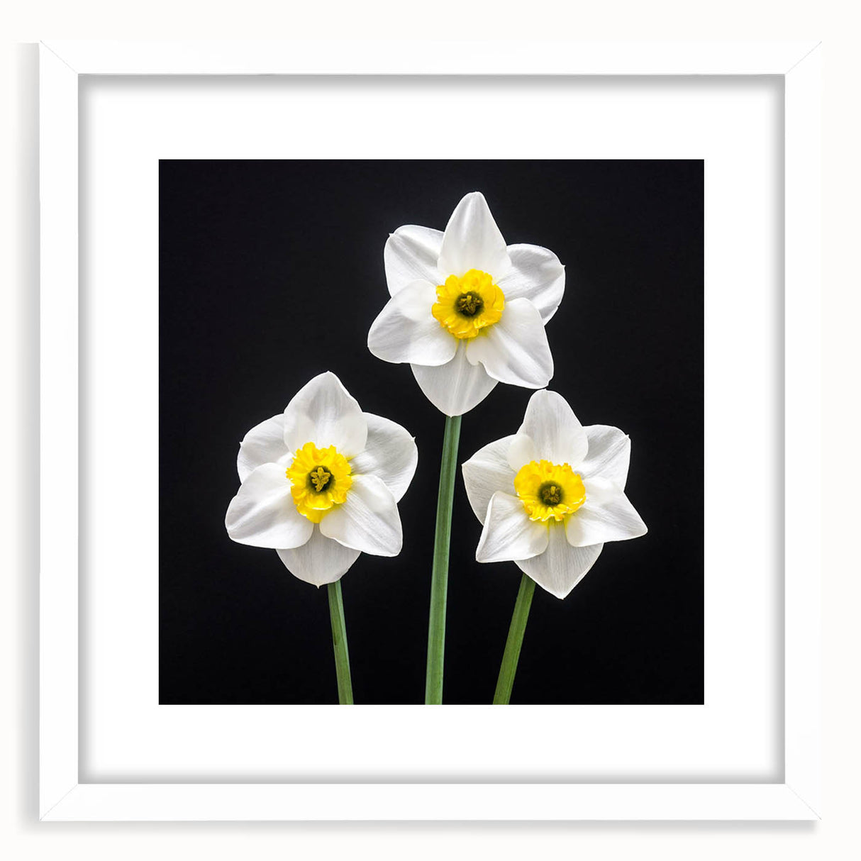 Botanical wall art featuring a daffodil design in a white frame with a mat, ideal for elevating home decor with a touch of nature and elegance. Perfect for floral enthusiasts.