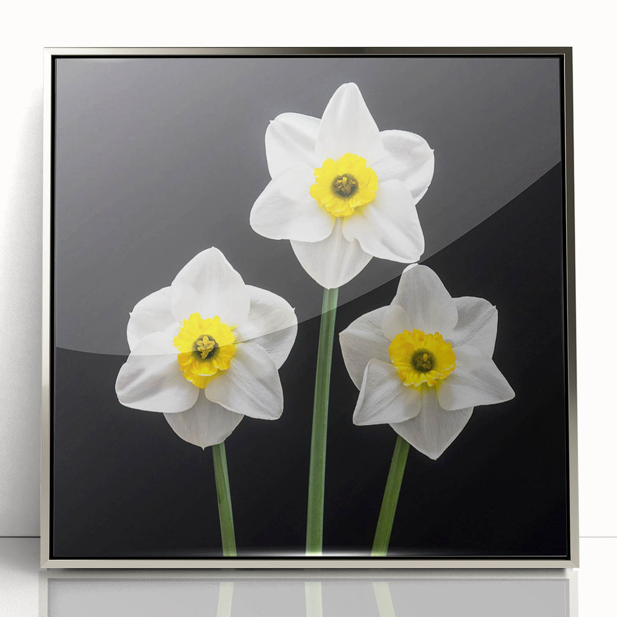 Framed wall art featuring a detailed botanical illustration of a daffodil in a silver acrylic frame, enhancing home decor with a touch of elegance.