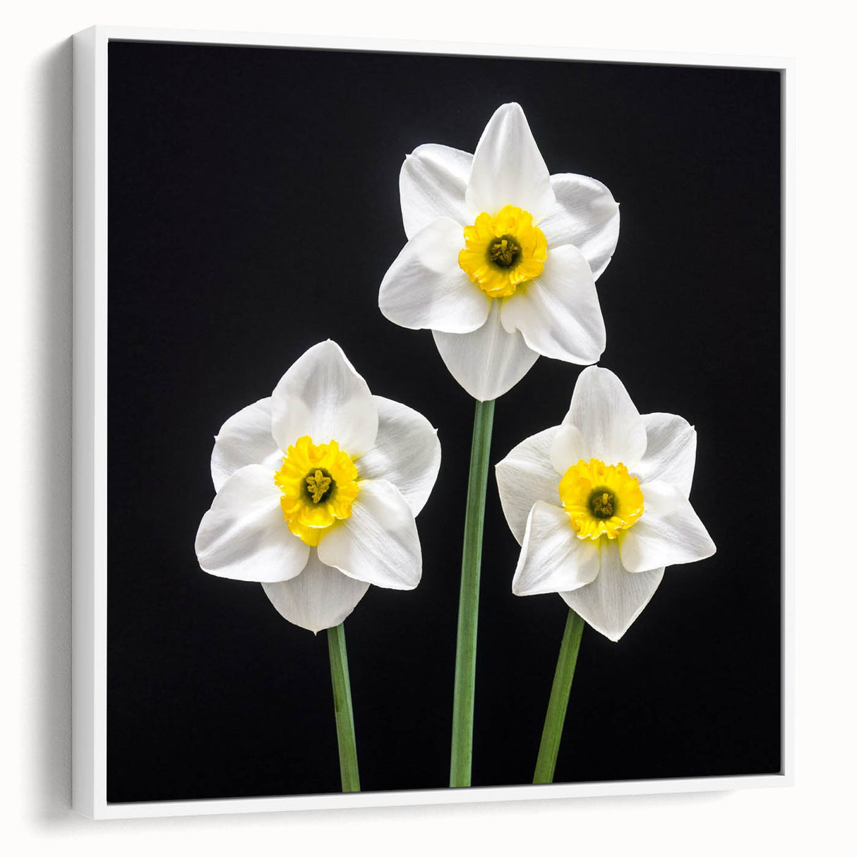 Framed botanical wall art featuring a daffodil design on a white canvas, showcasing vibrant yellow flowers against a minimalist background, perfect for home decor.