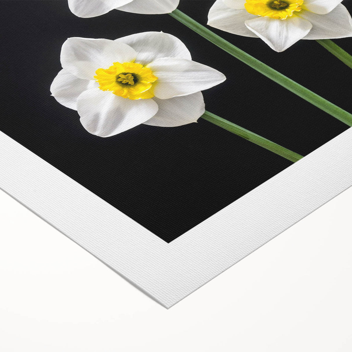 Bright and vibrant rolled canvas artwork featuring a botanical daffodil design, showcasing intricate floral details and rich colors, perfect for home decor.