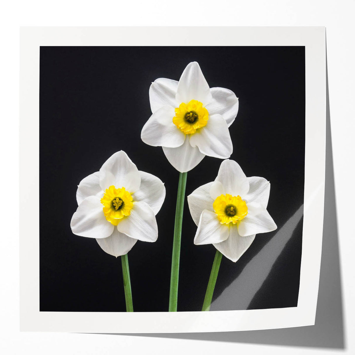 Colorful botanical wall art featuring a detailed daffodil design in soft hues, suitable for home decor. This rolled print enhances any space with its elegant floral motif.