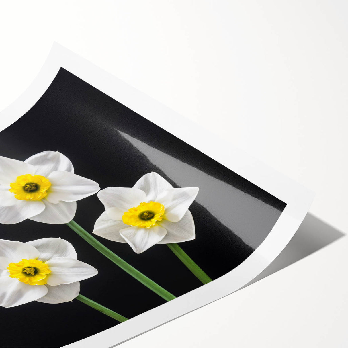 Daffodil botanical wall art print featuring vibrant yellow and green colors, beautifully rolled and ready for framing, perfect for home decor enthusiasts.