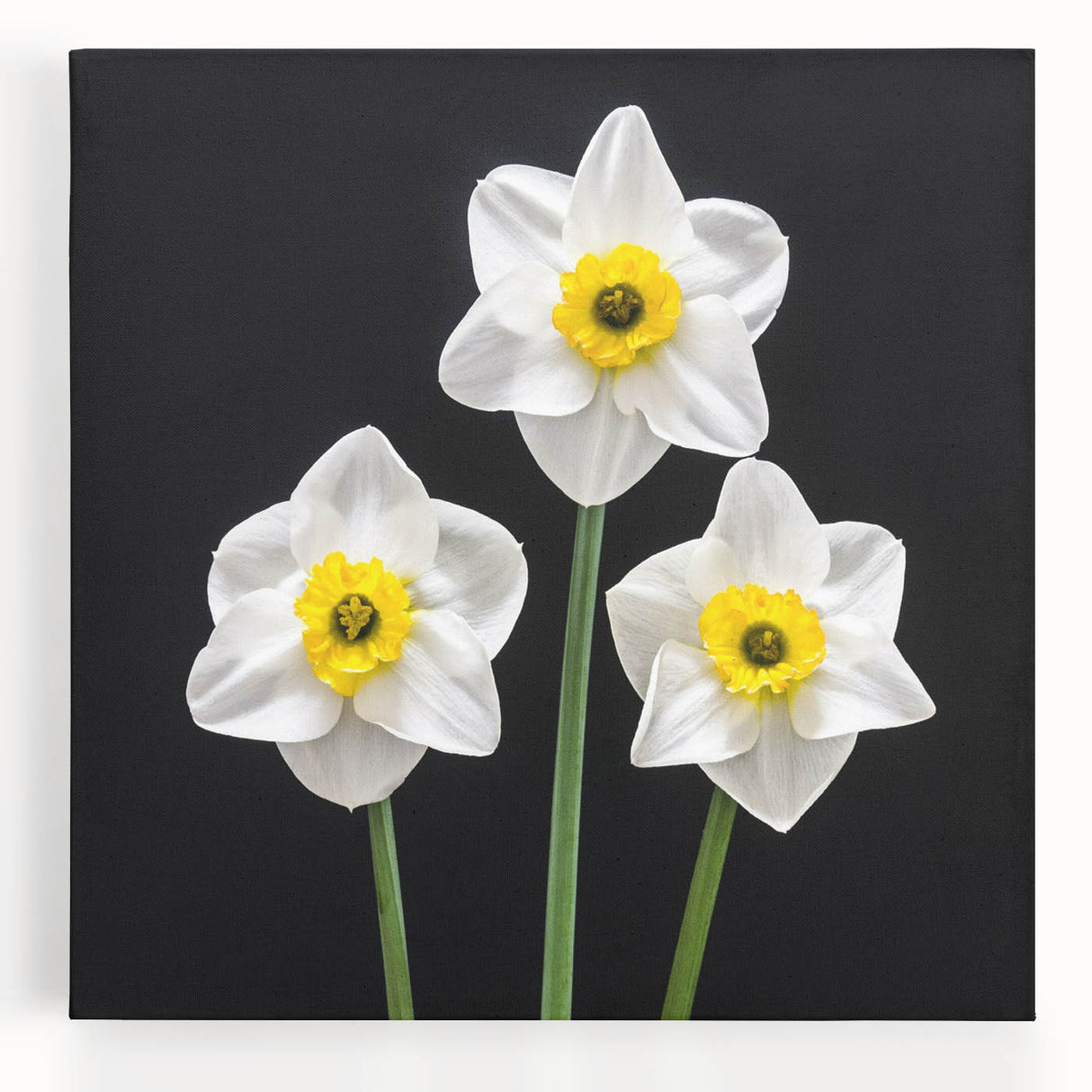 Stretched canvas wall art featuring a vibrant daffodil botanical design, showcasing intricate floral details and bright yellow hues, perfect for home decor.