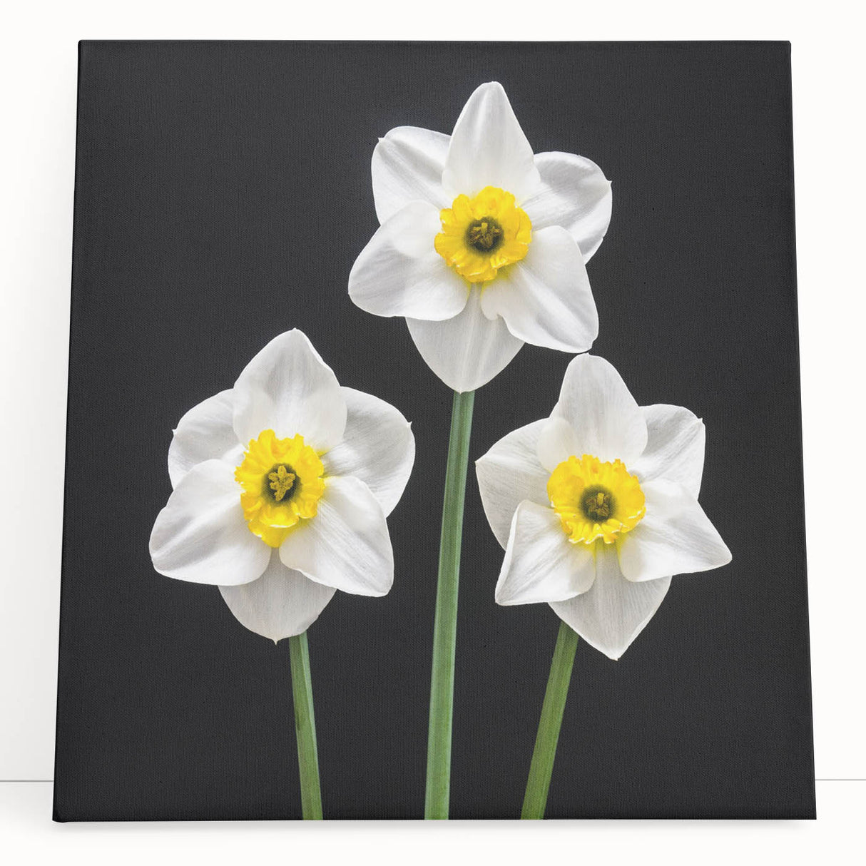 Stretched canvas wall art featuring a vibrant botanical daffodil design, showcasing bright yellow blooms against a soft cream background, perfect for home decor.
