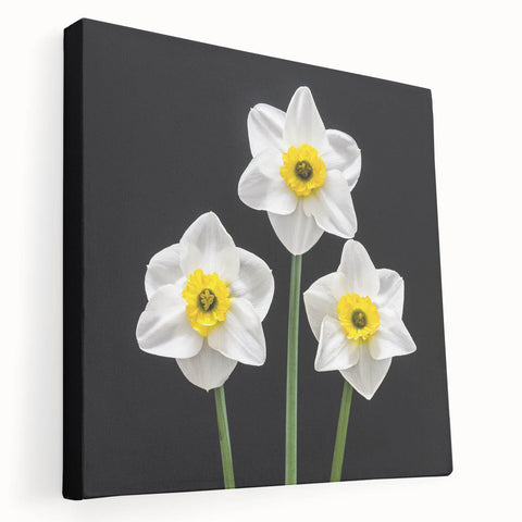 Stretched canvas wall art featuring a vibrant daffodil botanical design, showcasing rich yellow and green colors with a contemporary side view, perfect for home decor.