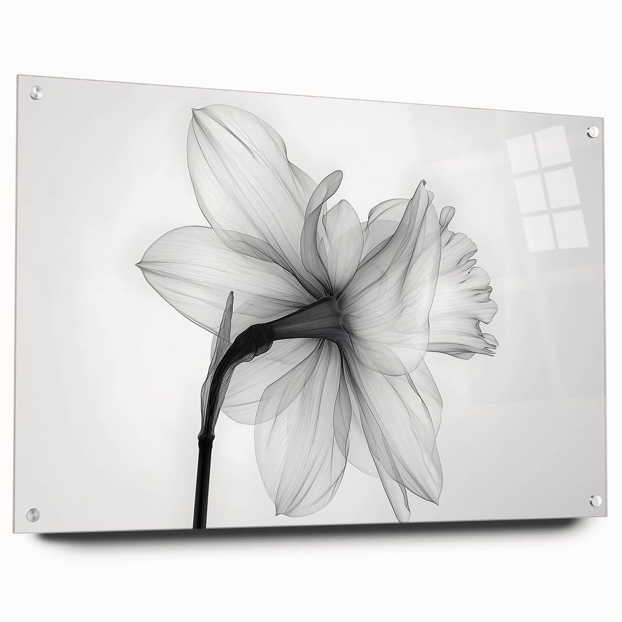 Acrylic wall art showcasing a detailed botanical daffodil design in vibrant colors, elegantly framed with pins for a modern aesthetic. Ideal for floral decor enthusiasts.
