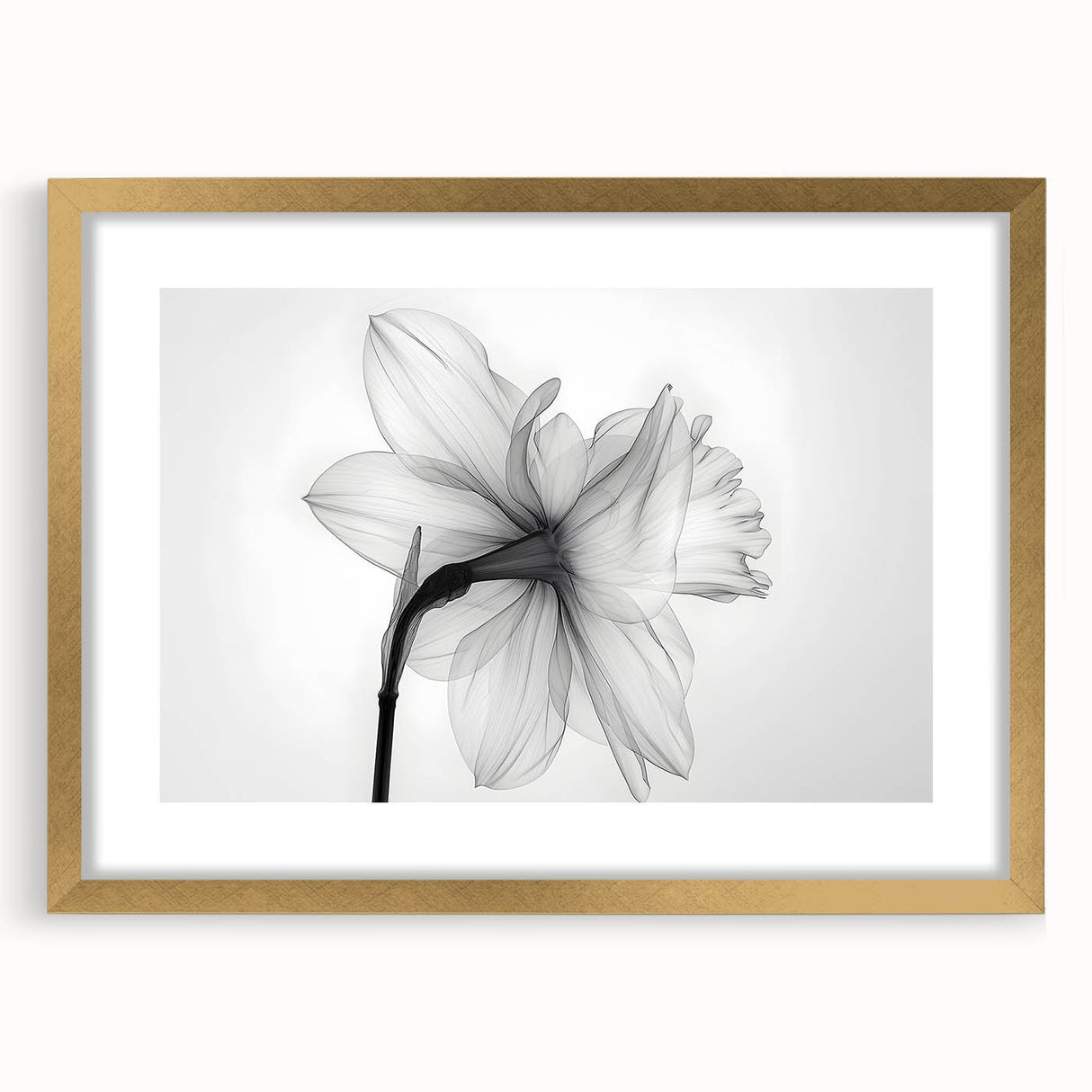Gold-framed wall art featuring a botanical daffodil design with a white mat, perfect for home decor, adding a touch of elegance and nature-inspired beauty. This framed piece showcases detailed floral illustrations, ideal for brightening living spaces.