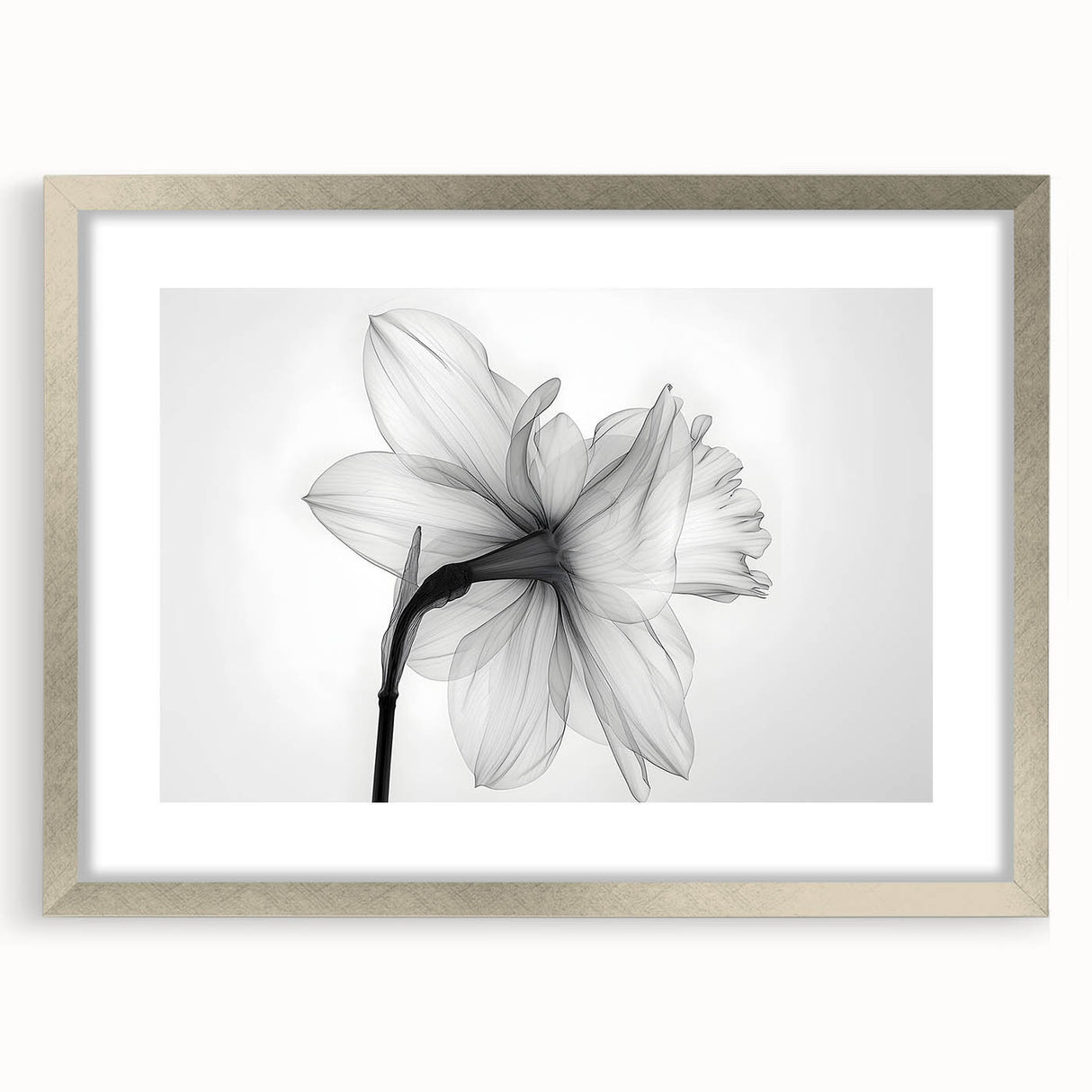 Elegant botanical wall art featuring a silver-framed daffodil design with a white mat, perfect for home decor or gallery display. Ideal for nature lovers and floral enthusiasts.