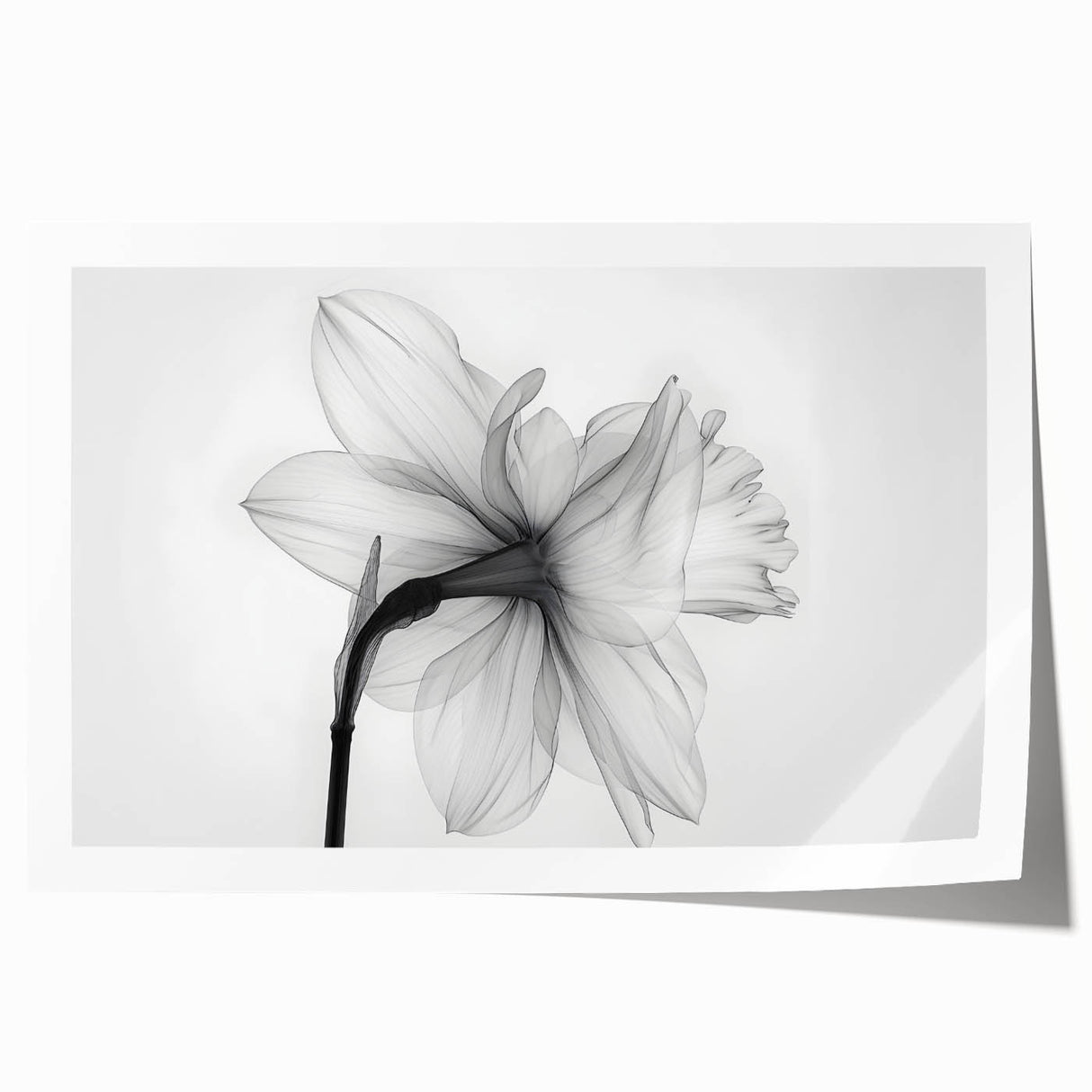 Botanical wall art featuring a vibrant daffodil design in soft pastel colors, elegantly rolled for easy display and storage, perfect for home decor enthusiasts.