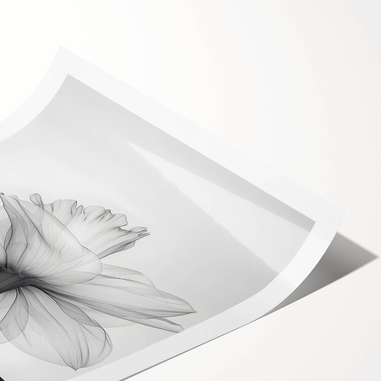 Vibrant botanical wall art print showcasing delicate daffodil flowers in soft yellow and green hues, rolled and ready for display or framing. Perfect for nature enthusiasts.