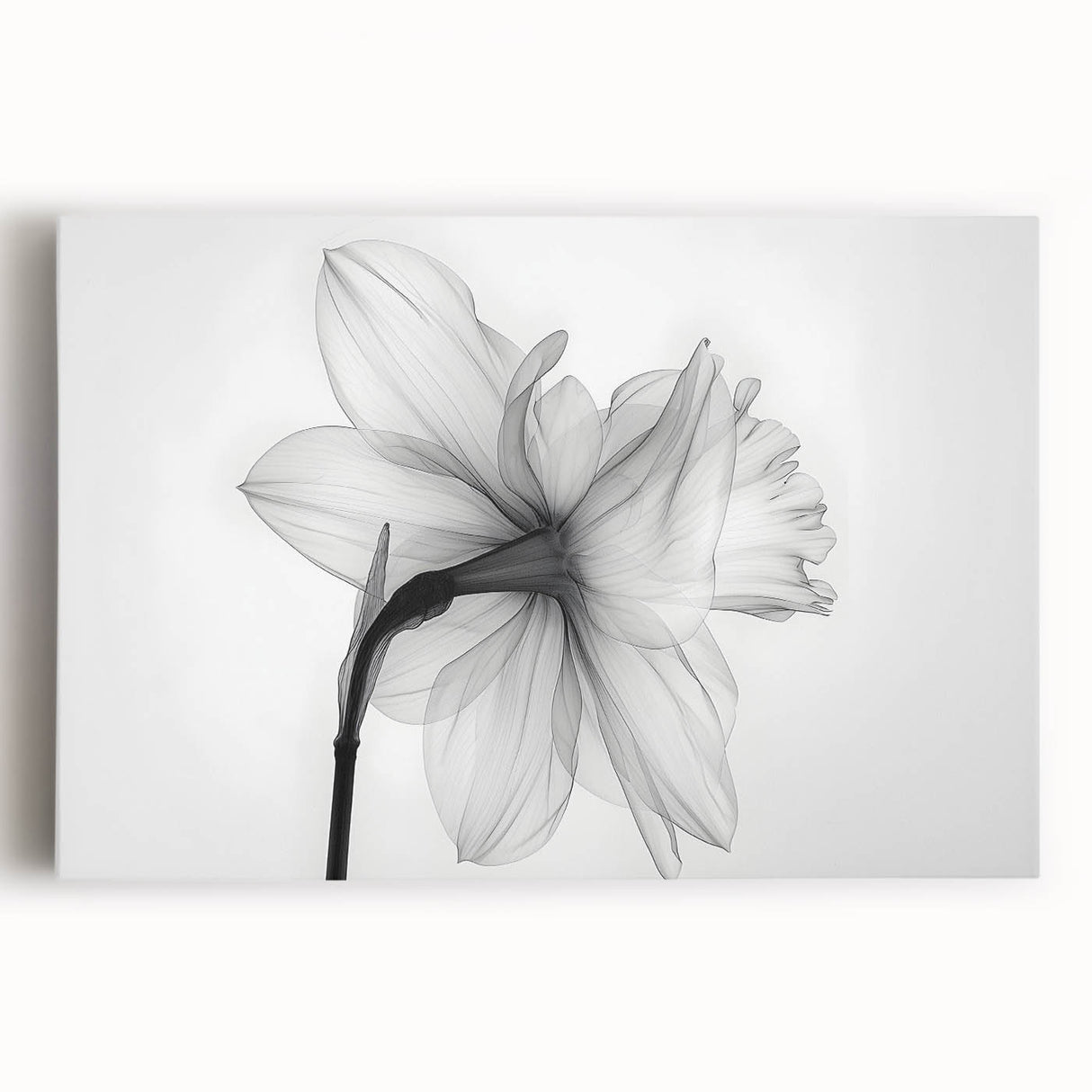 Stretched canvas wall art showcasing a vibrant botanical daffodil design with intricate details, perfect for home decor or floral-themed interiors.