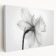 Stretched canvas featuring a vibrant botanical daffodil design, showcasing intricate floral details and rich colors, perfect for enhancing home decor.