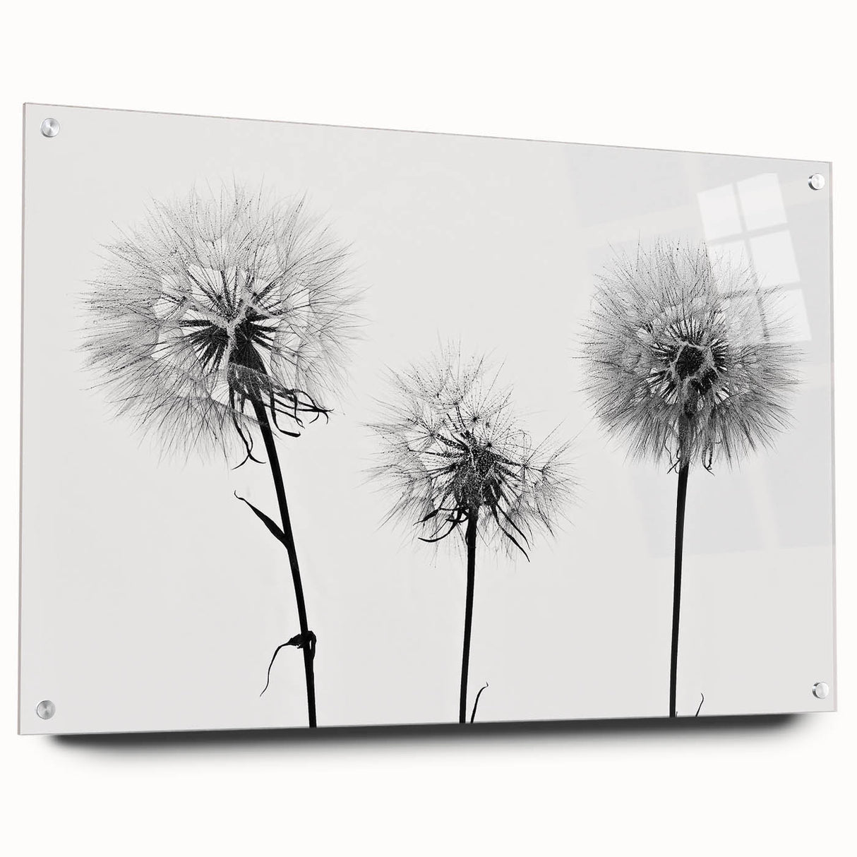 Side view of a botanical dandelion wall art piece in acrylic glass, showcasing intricate floral details and vibrant colors, ideal for home decor.