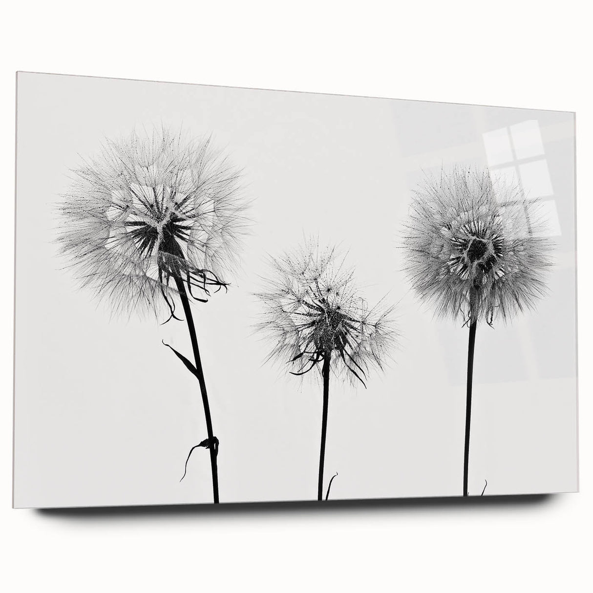 Acrylic wall art showcasing a detailed botanical dandelion design in vibrant colors, displayed from a side view without pins, perfect for home decor.