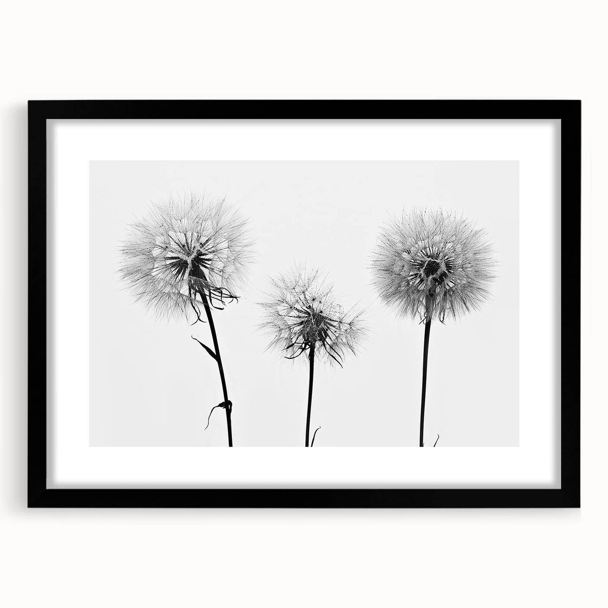 Black-framed botanical wall art featuring a dandelion design, elegantly matted to enhance its intricate details, ideal for home decor or office aesthetics.