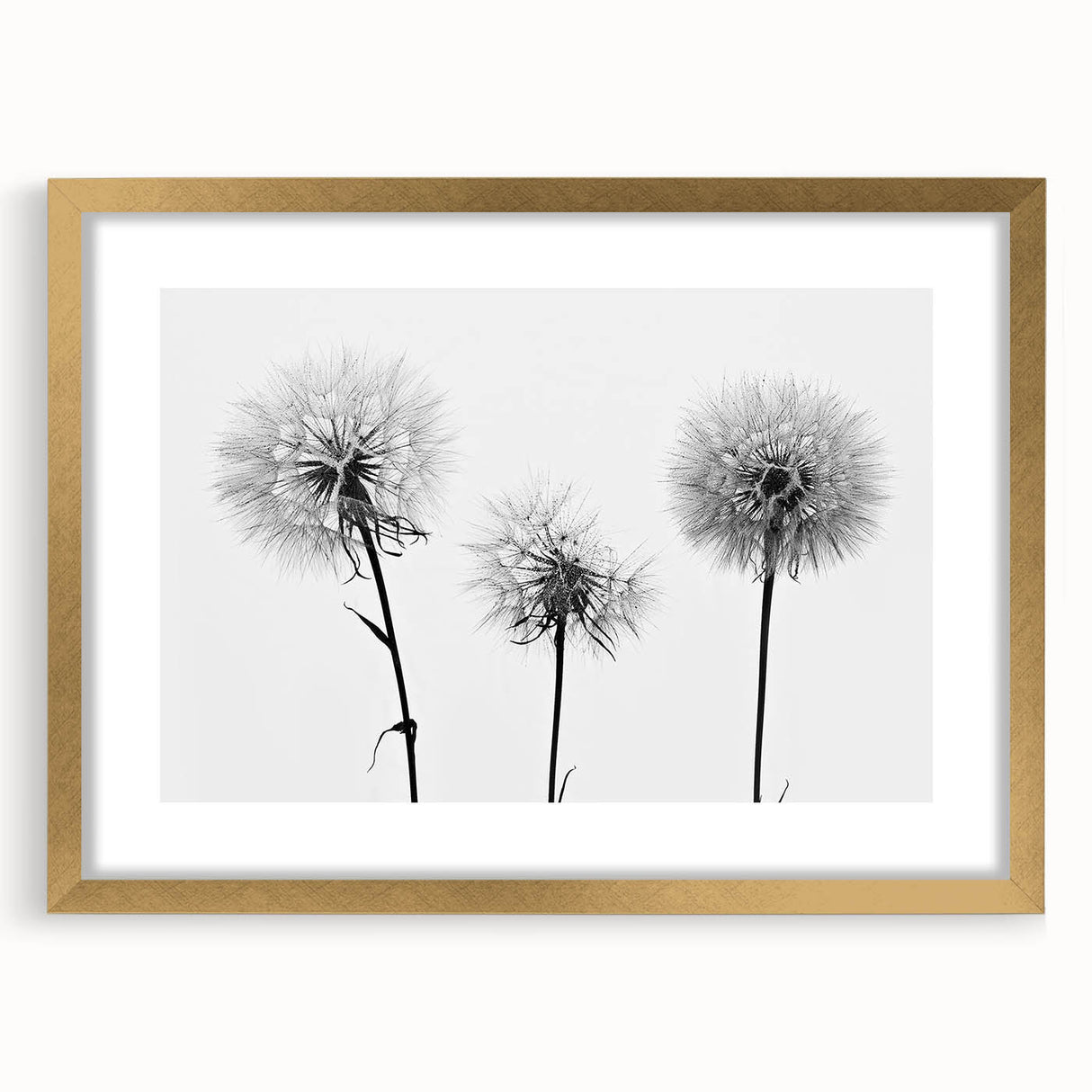 Botanical dandelion wall art framed in gold, showcasing delicate flower details and a sophisticated mat, perfect for enhancing home decor with a natural touch.