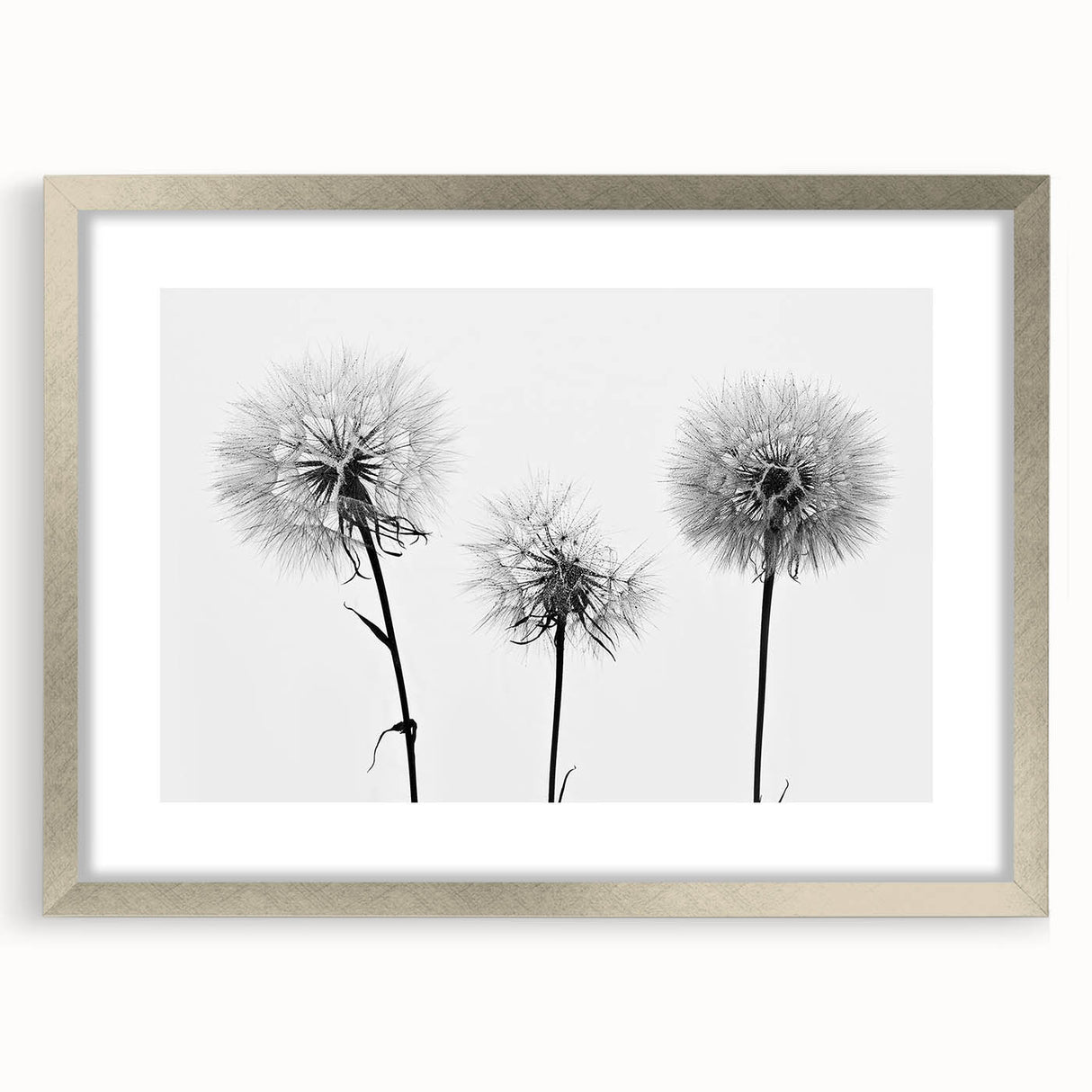 Botanical wall art featuring a detailed dandelion design in a silver frame with a mat, ideal for enhancing modern home decor. Perfect for nature enthusiasts.