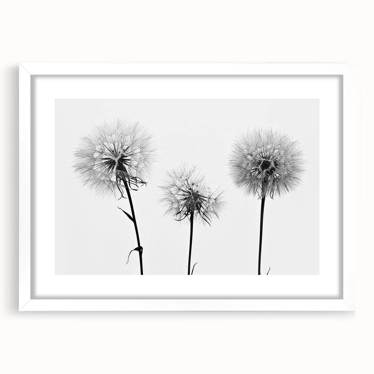 Framed botanical wall art featuring a delicate dandelion design on a white mat, ideal for home decor, showcasing natural beauty and elegance.