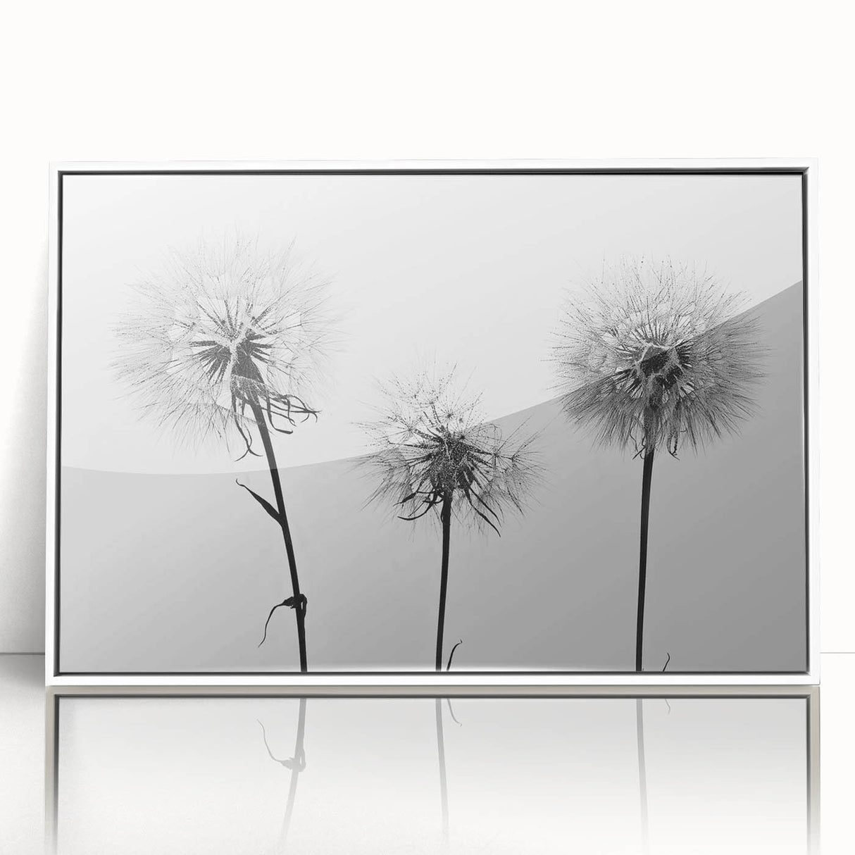 Framed wall art featuring a botanical dandelion design on a white background, highlighting delicate flower details and elegant acrylic finish, perfect for home decor.
