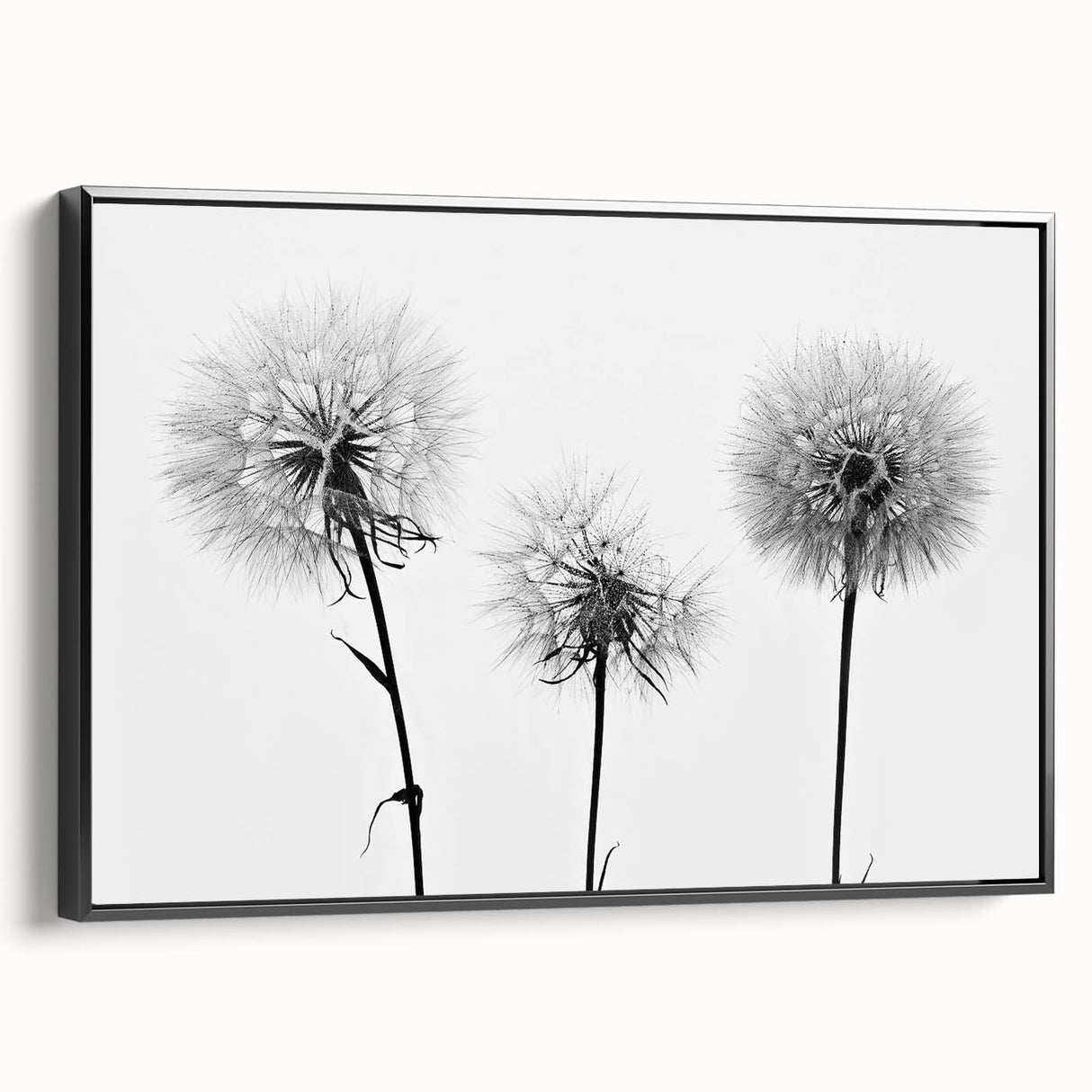 Framed canvas wall art showcasing a botanical dandelion design in black, highlighting intricate details and textures, perfect for home decor enthusiasts.