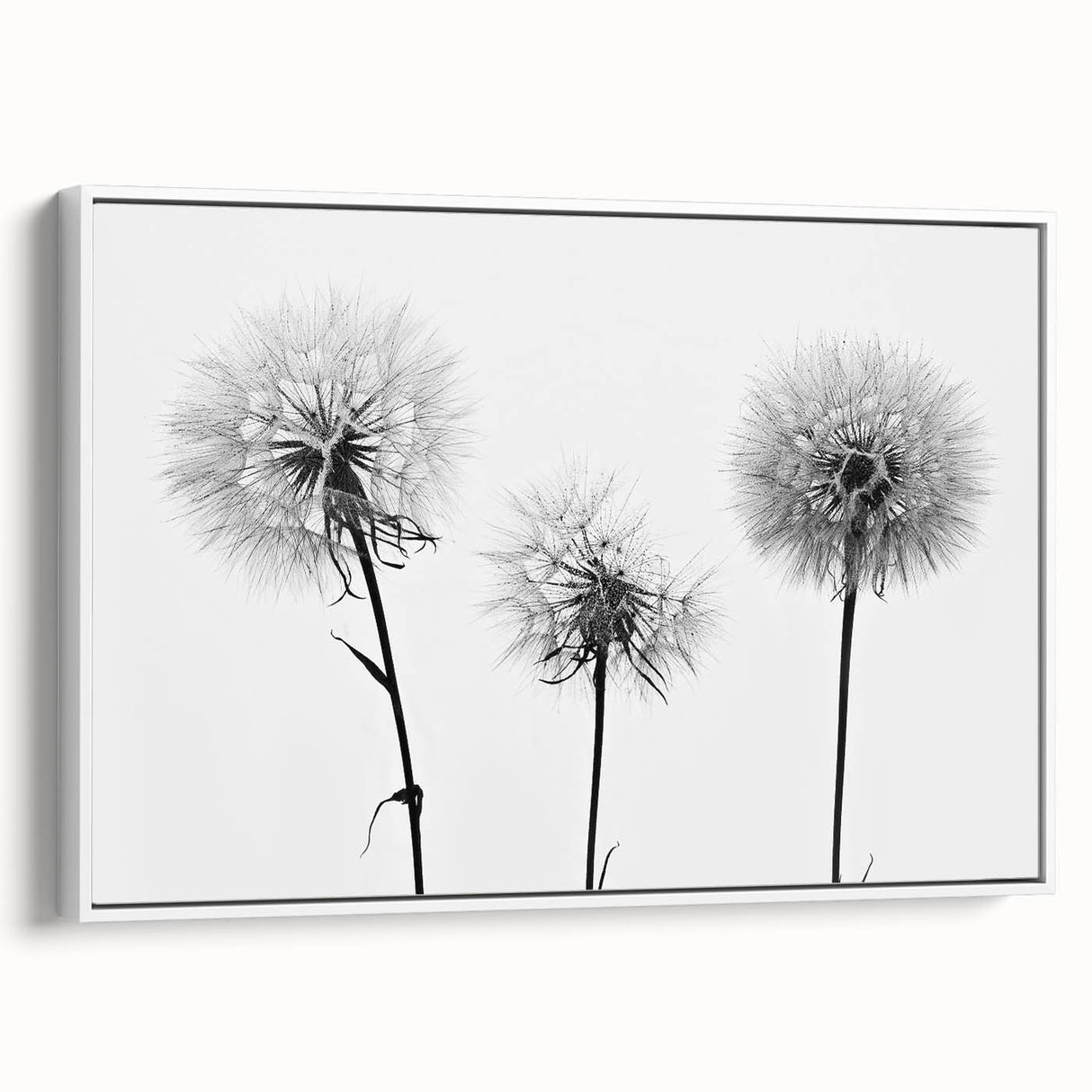 Framed wall art featuring a botanical dandelion design on canvas, showcasing intricate details of white dandelions against a minimalist background, ideal for modern home decor.
