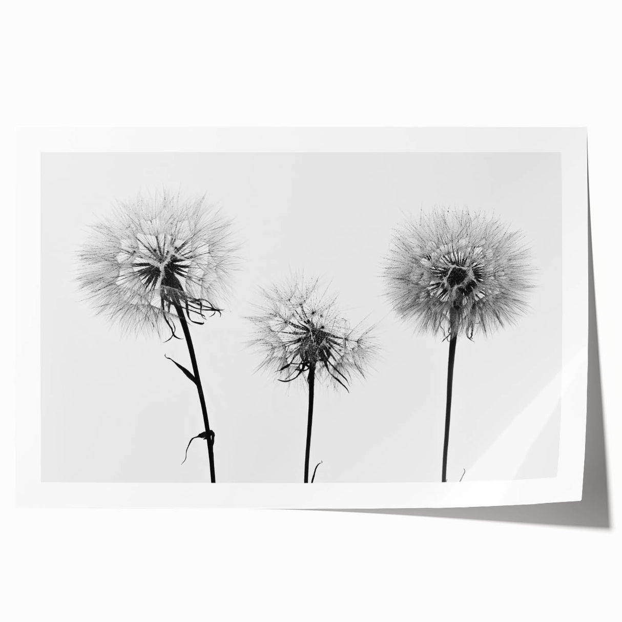 Botanical wall art print showcasing a vibrant dandelion design on a soft white background, ideal for home decor or nature-themed interiors.