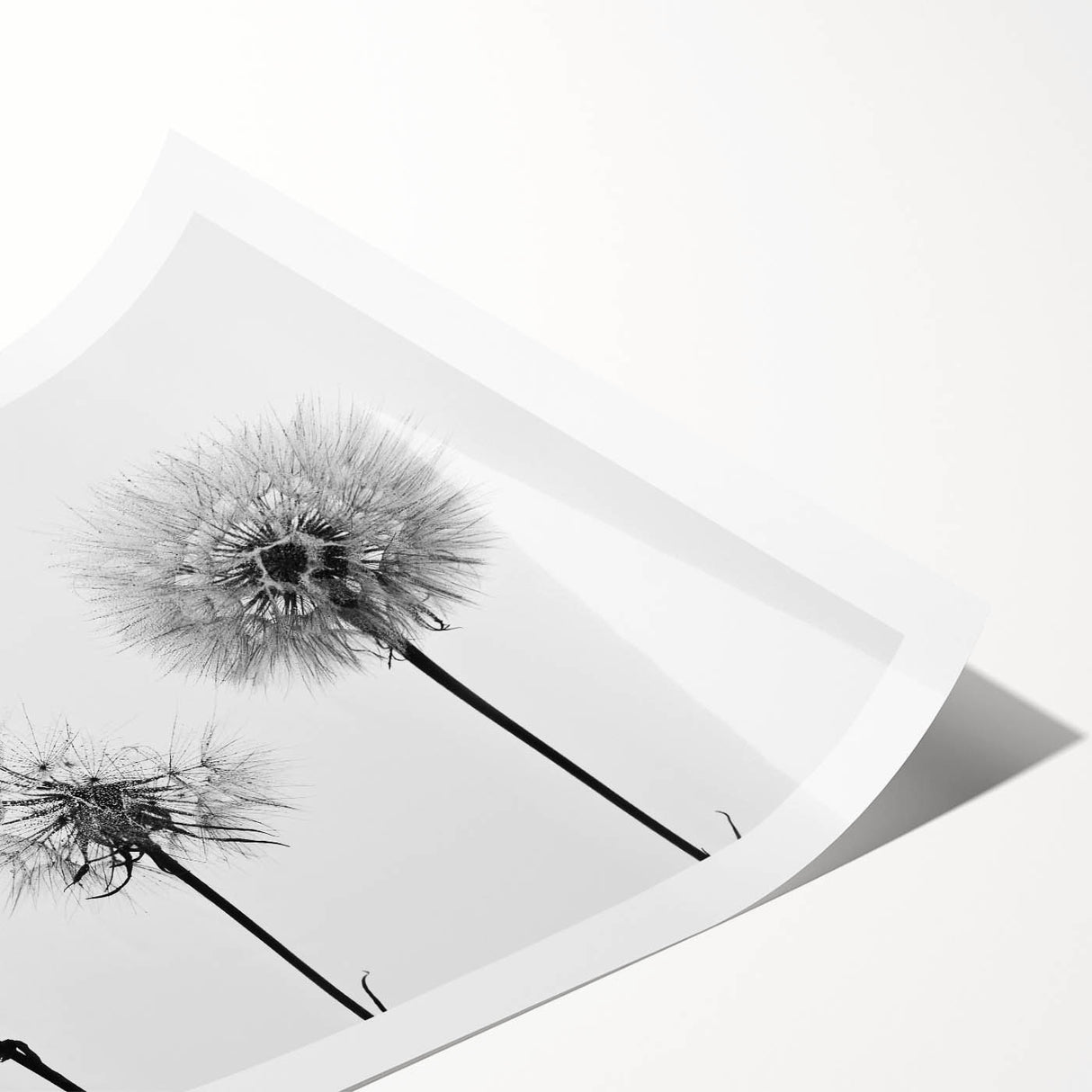 Botanical wall art print showcasing a delicate dandelion design in soft pastel colors, rolled and ready for framing, perfect for enhancing any nature-inspired decor.