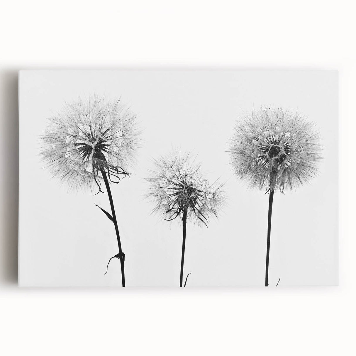 Stretched canvas wall art featuring a detailed botanical dandelion design, showcasing intricate floral patterns in soft pastel colors, ideal for home decor.