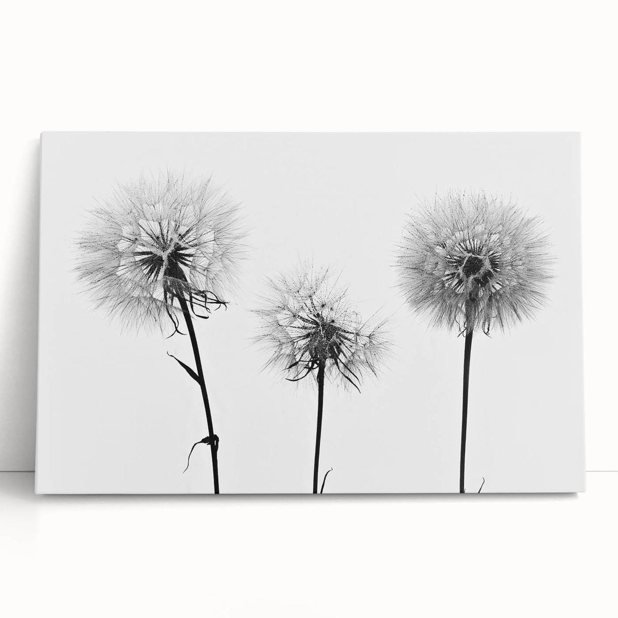 Stretched canvas wall art showcasing a detailed botanical dandelion design, featuring delicate white dandelion silhouettes on a soft pastel background, perfect for modern home decor.