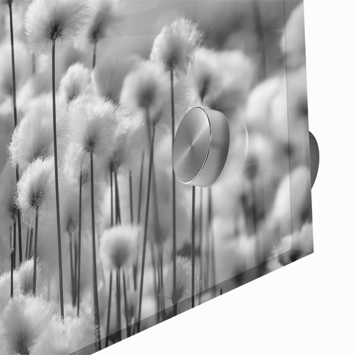 Close-up of a botanical wall art piece featuring a detailed dandelion design on acrylic glass, showcasing delicate flower textures and vibrant colors, perfect for home decor.