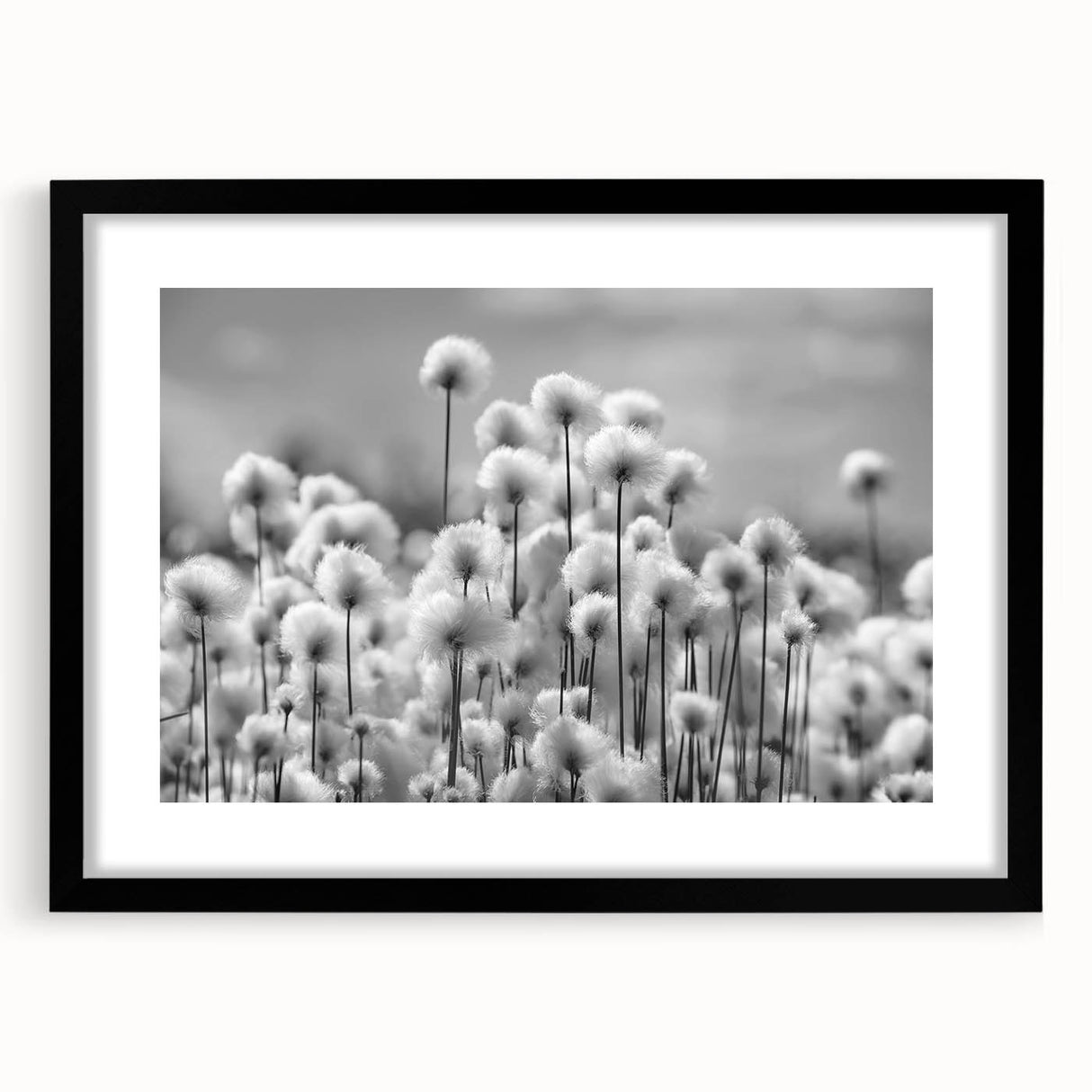 Framed botanical wall art featuring a detailed dandelion design, set in a sleek black frame with a mat, perfect for home décor accents or nature-themed interiors.