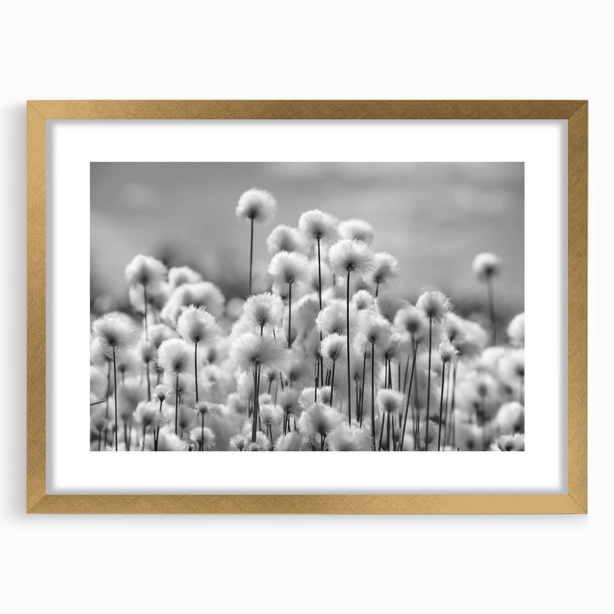 Botanical wall art featuring a detailed dandelion design in a gold frame with matting, perfect for adding a touch of elegance to home decor.