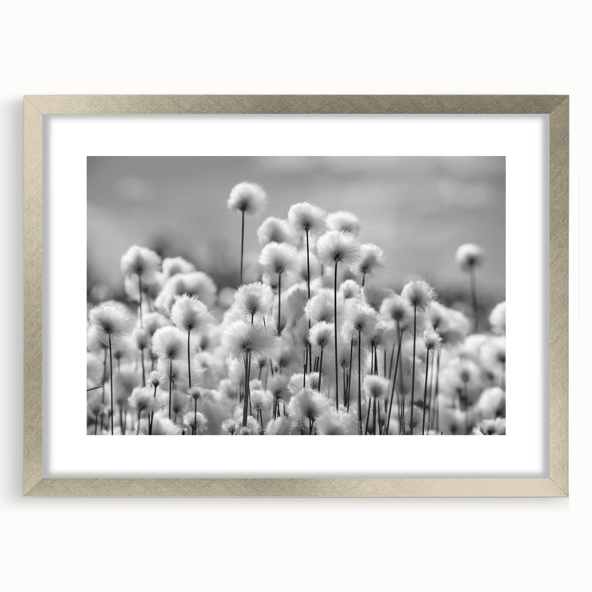 Framed botanical wall art showcasing a delicate dandelion design in silver, elegantly matted to enhance its floral beauty, perfect for home decor.