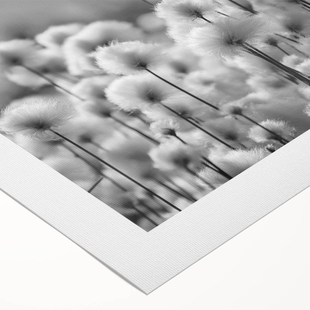 Botanical wall art featuring a dandelion design on rolled canvas, showcasing intricate details and soft colors, perfect for home decor or nature-themed spaces.