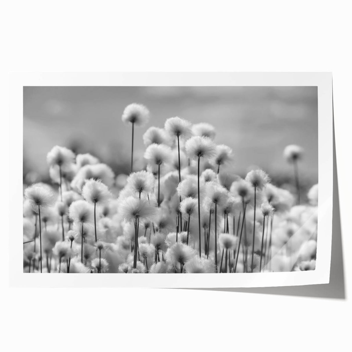 Botanical wall art print featuring a delicate dandelion design in soft pastel colors, presented as a rolled canvas for easy framing and display.