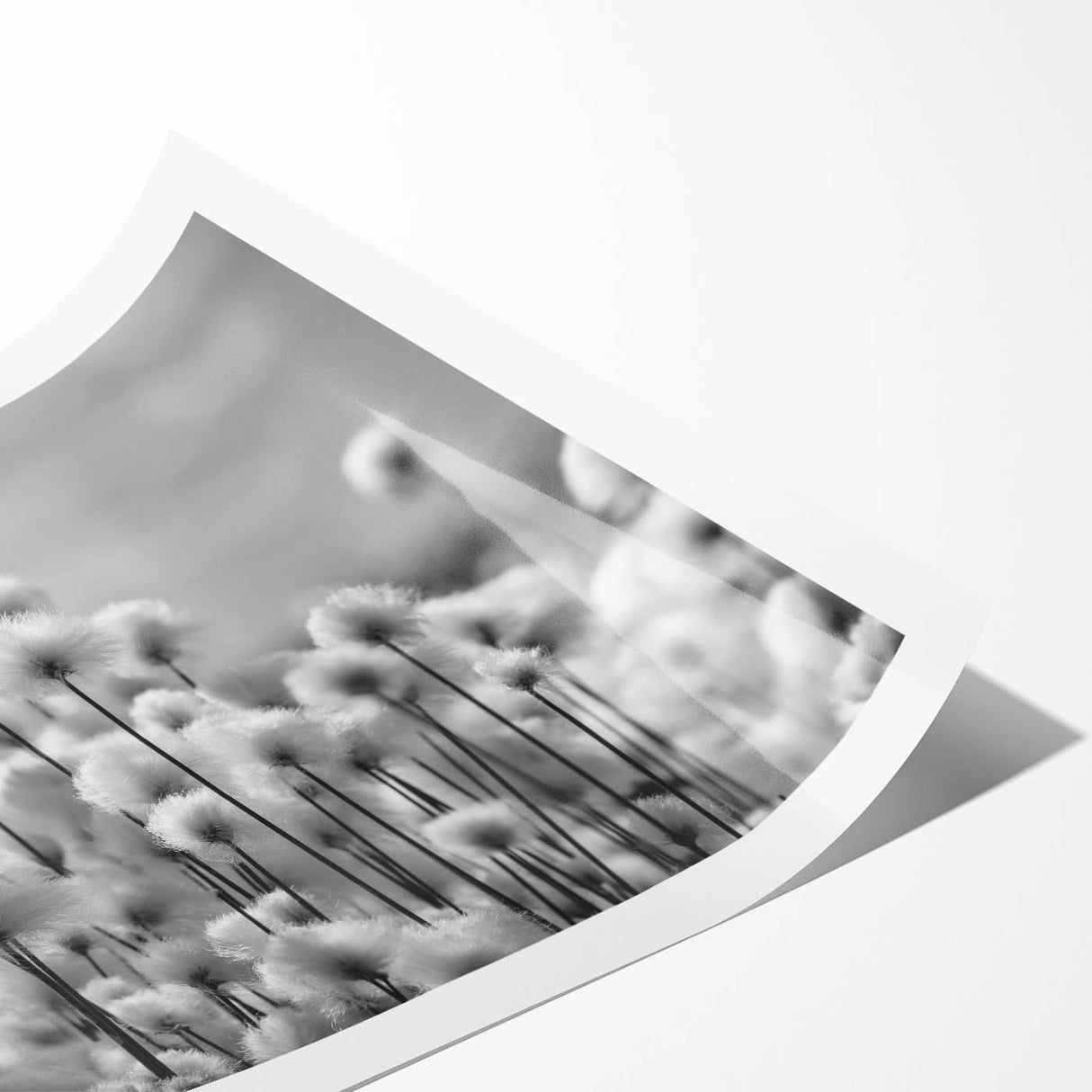 Botanical wall art print featuring a detailed dandelion design in soft pastel colors, elegantly rolled for display or framing, perfect for home decor enthusiasts.