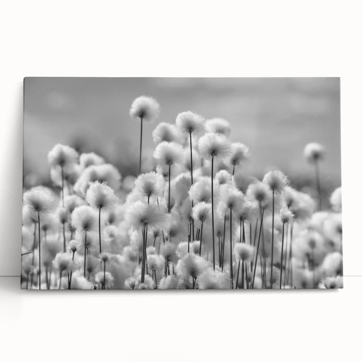 Stretched canvas artwork featuring a detailed botanical dandelion design, showcasing delicate white petals on a soft beige background, ideal for floral-themed decor.