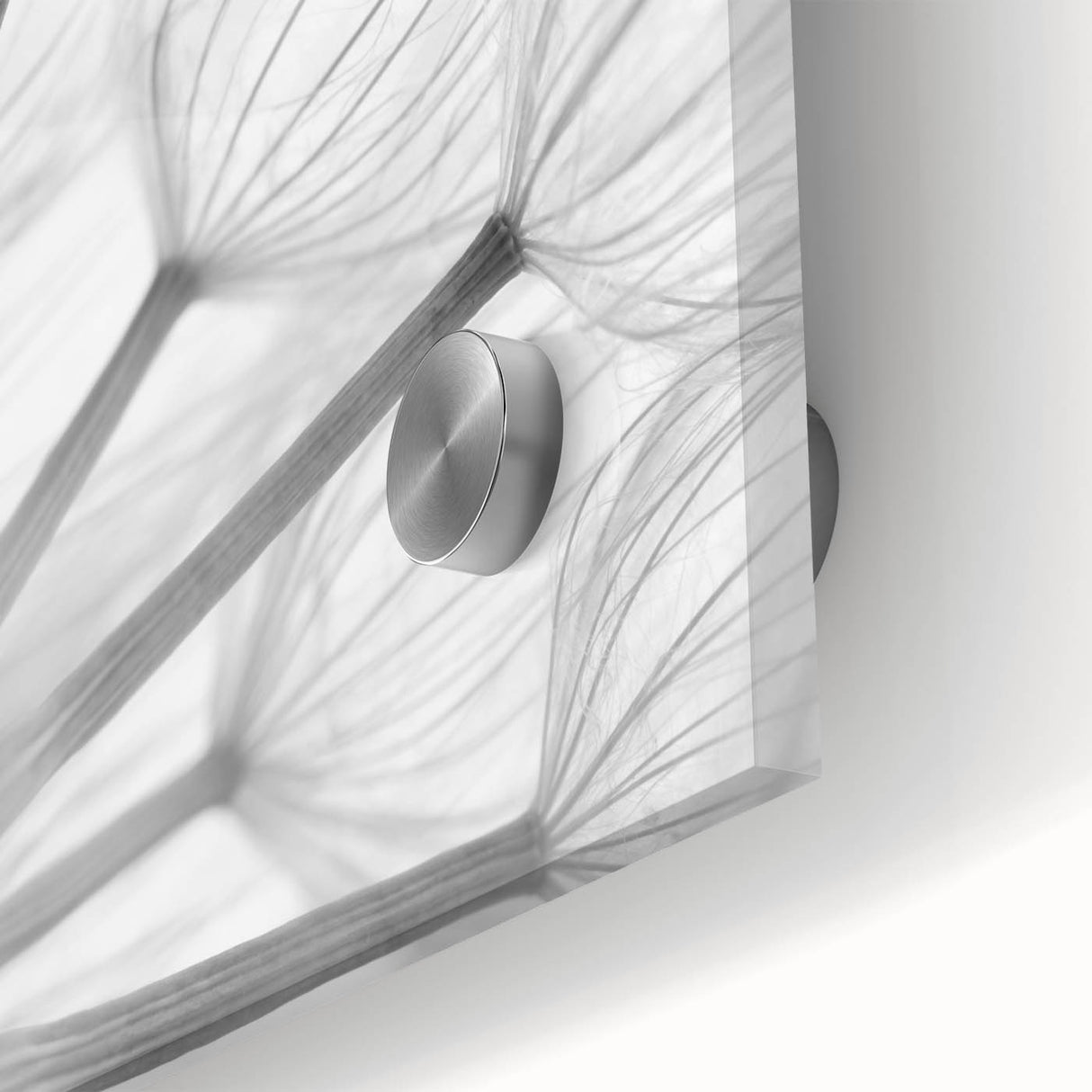 Close-up of a vibrant botanical dandelion wall art design printed on acrylic glass, showcasing intricate details and textures, ideal for modern home decor.