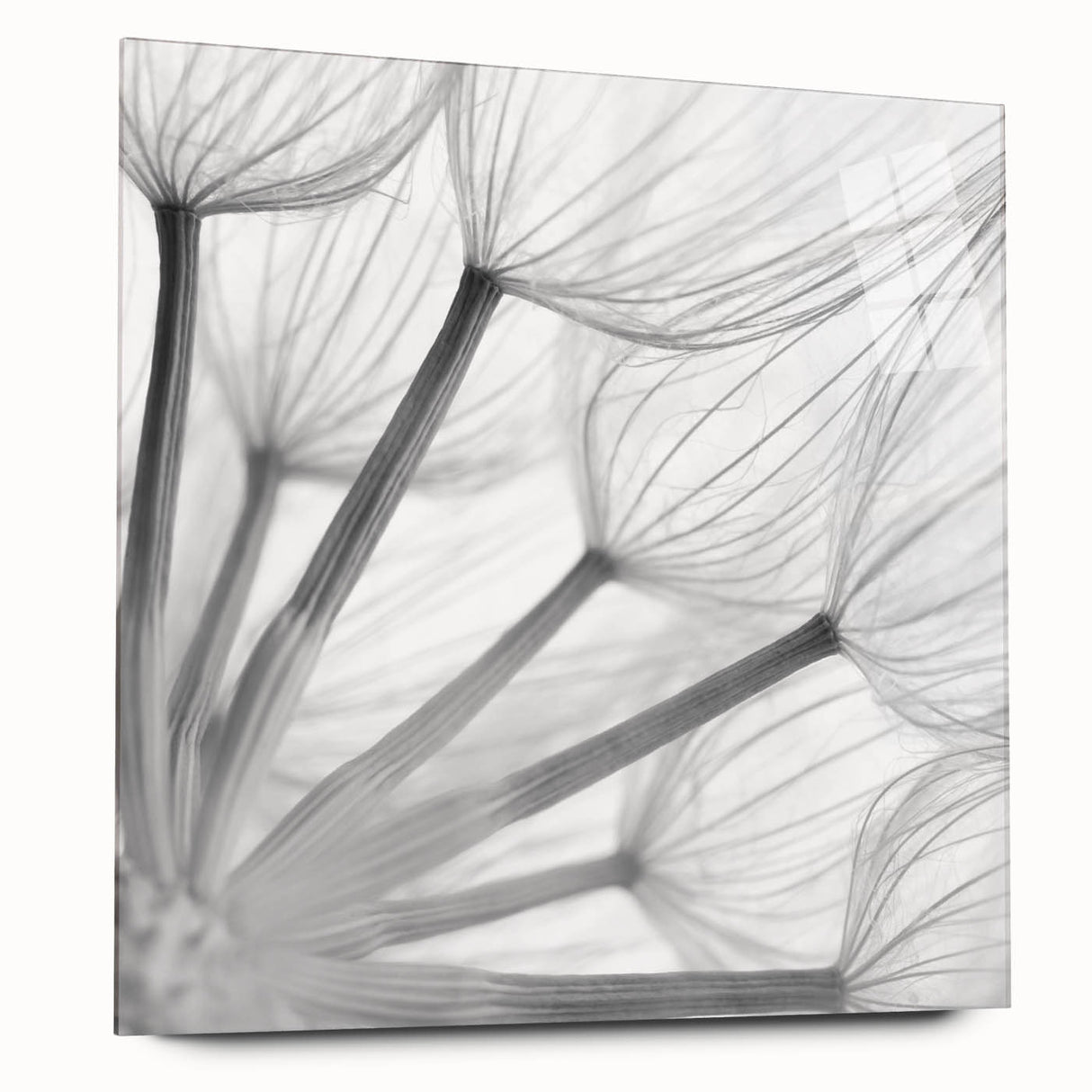 Acrylic wall art display featuring a detailed botanical dandelion design in side view, showcasing delicate floral elements in soft colors, ideal for home décor.