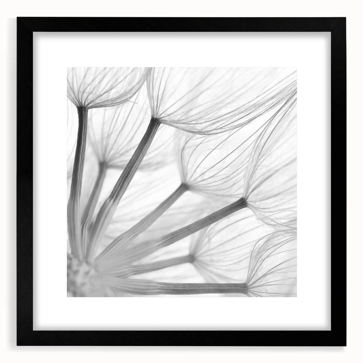 Botanical wall art featuring a detailed black-framed dandelion design with a white mat, showcasing elegant floral elements perfect for home decor.