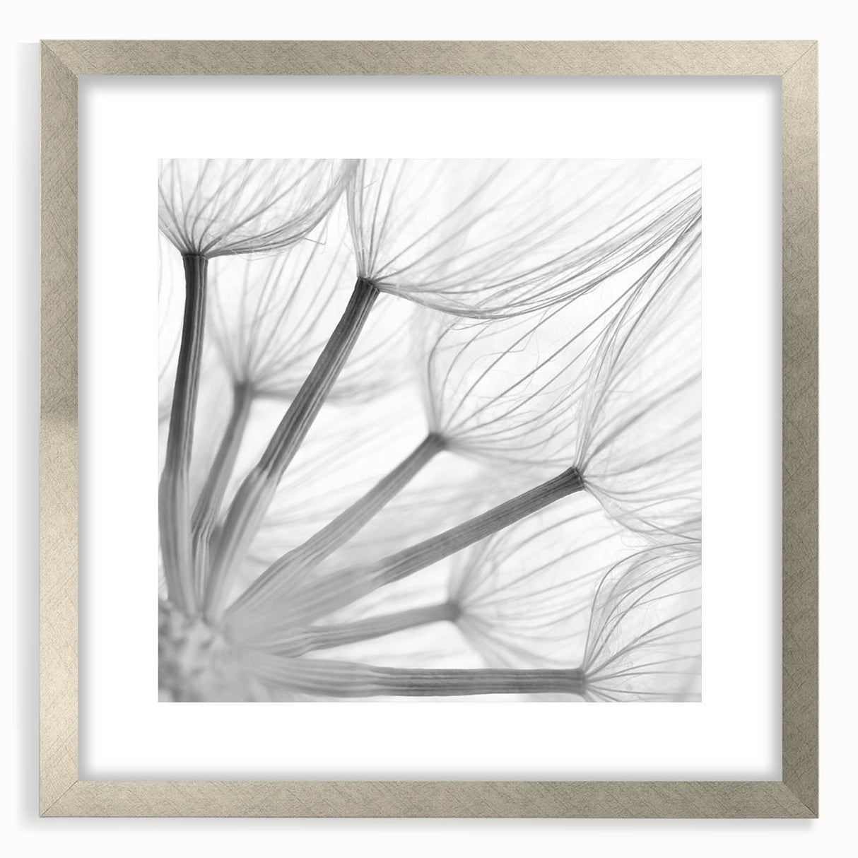 Framed botanical wall art featuring a delicate dandelion design in silver, elegantly matted to enhance the floral aesthetic, perfect for home decor or gifting.