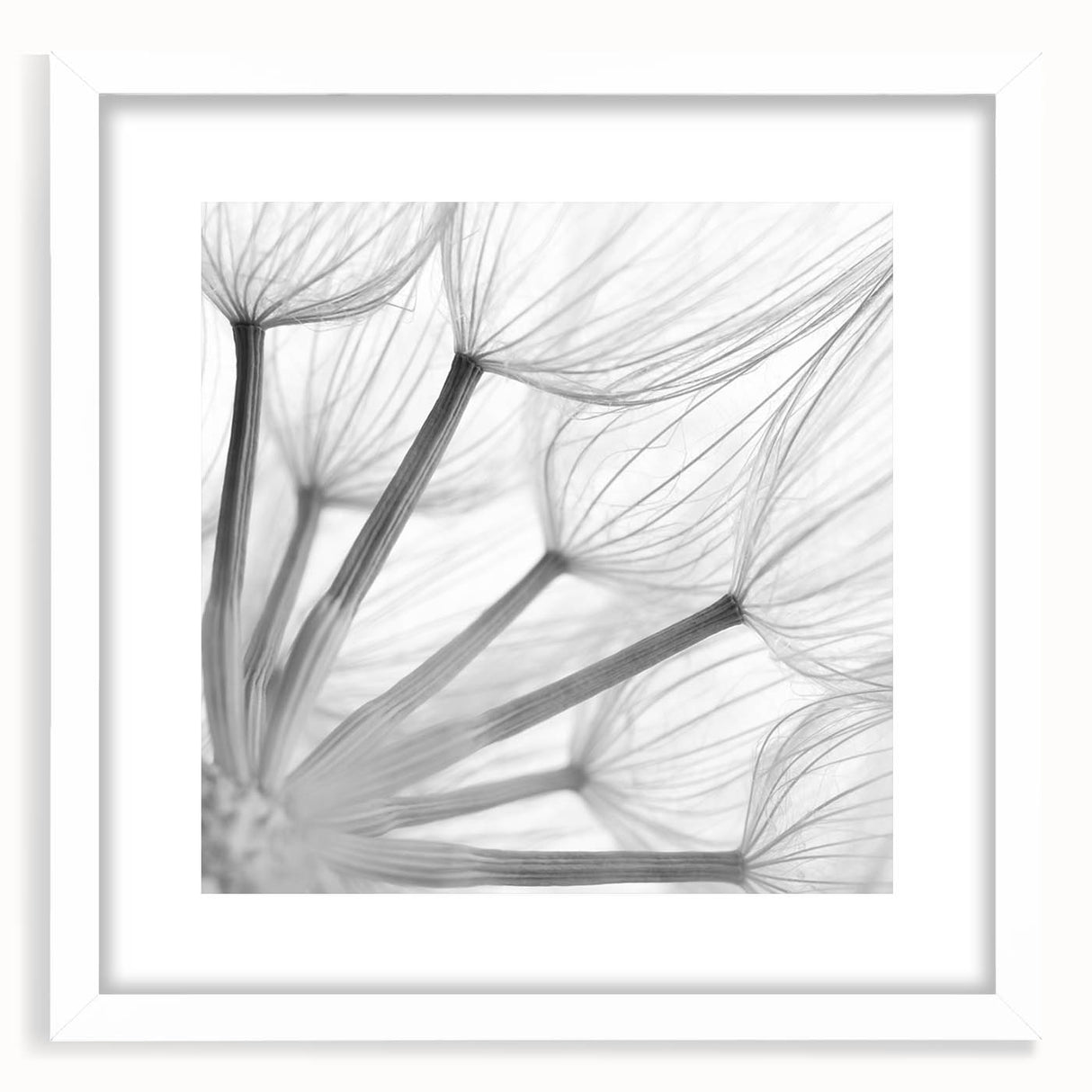 Botanical wall art featuring a dandelion design in a white frame with matting, showcasing intricate details and a modern aesthetic, perfect for home decor.