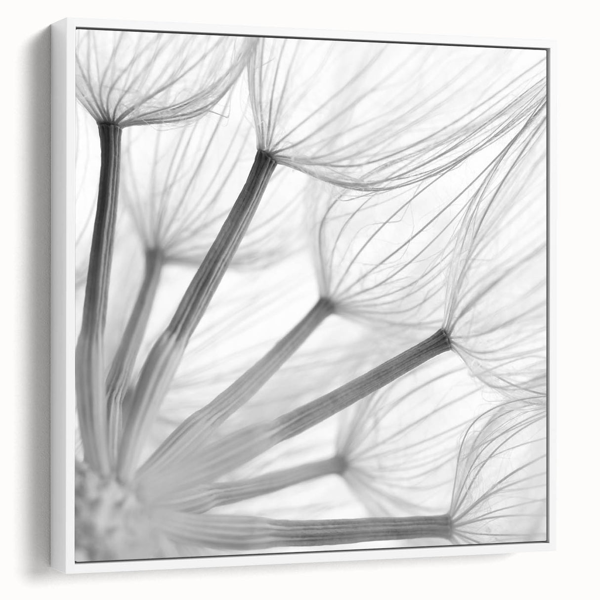 Framed wall art showcasing a detailed botanical dandelion design on a white background, adding an elegant touch to home decor. Ideal for nature lovers and modern interiors.