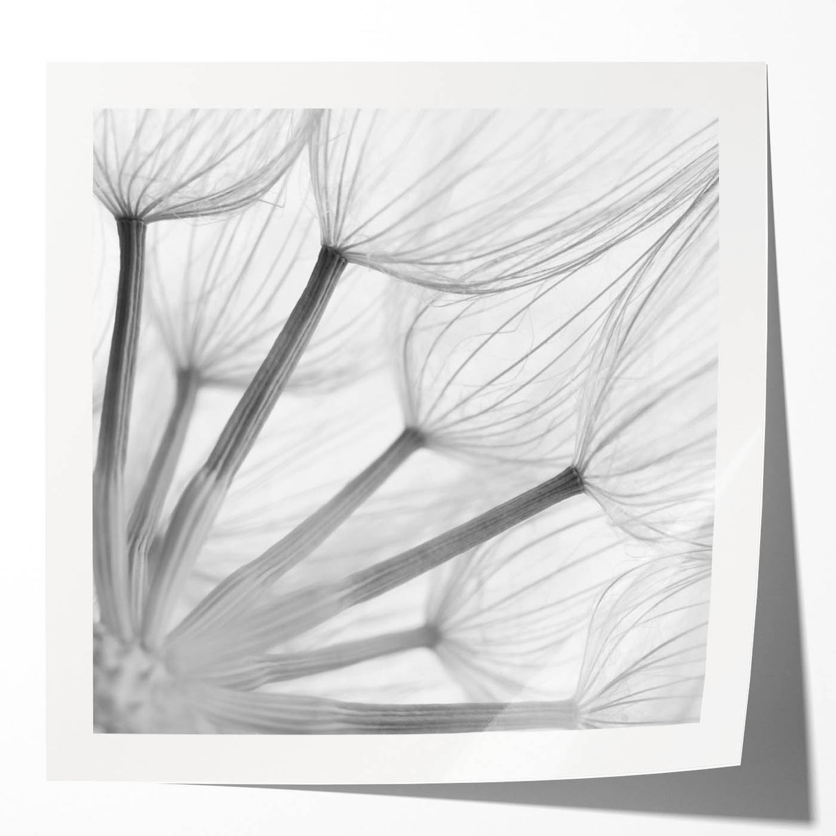 Botanical wall art print showcasing an intricate dandelion design in soft yellow and green hues, rolled and ready for framing, perfect for floral decor enthusiasts.