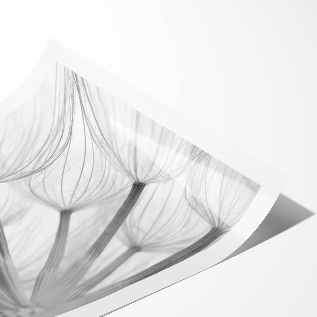 Botanical wall art print showcasing a detailed dandelion design in soft yellow and green hues, rolled for easy framing and display, perfect for nature lovers.