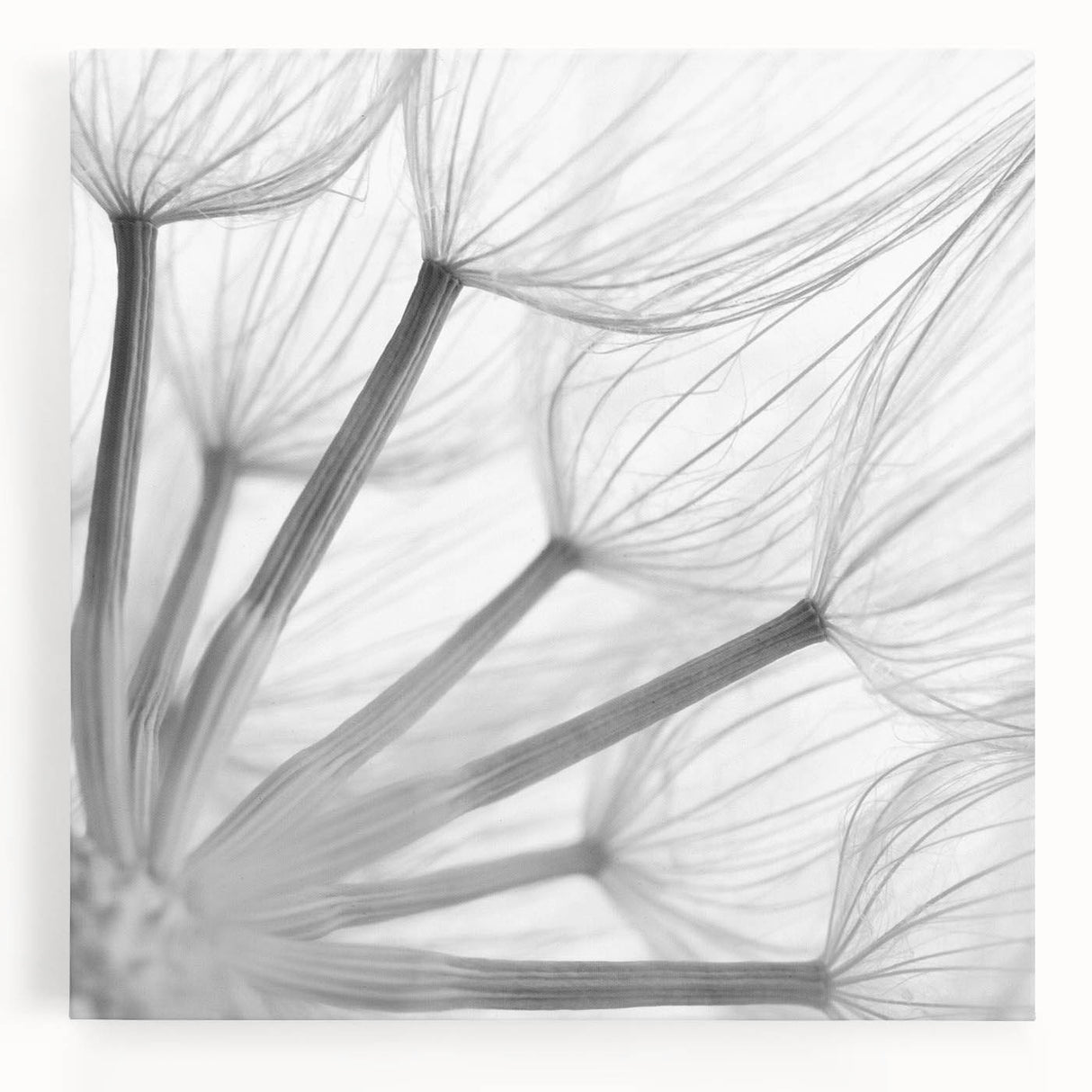 Beautifully stretched canvas wall art featuring a botanical dandelion design, showcasing delicate floral details in soft pastel colors, perfect for home decor.