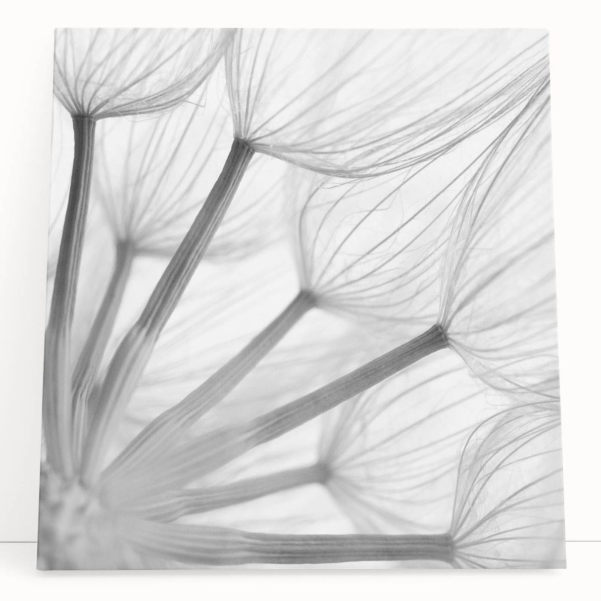 Stretched canvas wall art featuring a detailed botanical dandelion design, showcasing delicate white flower silhouettes against a soft beige background, perfect for nature-inspired decor.